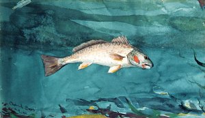 Channel Bass by Oil Painting Reproduction