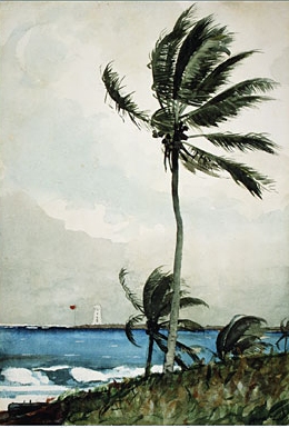 Palm Tree, Nassau by Winslow Homer Oil Painting Reproduction